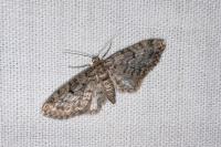 Eupithecia tantillaria