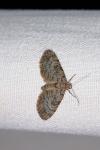 Eupithecia tantillaria