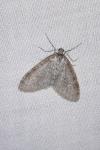 Trichopteryx carpinata