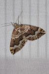 Lampropteryx suffumata