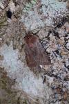Cerastis rubricosa