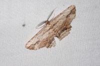 Menophra abruptaria