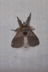 Calliteara pudibunda