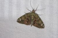 Chloroclysta siterata
