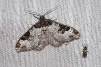 Xanthorhoe fluctuata