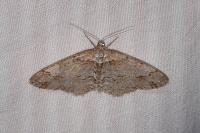 Paradarisa consonaria