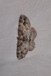 Paradarisa consonaria