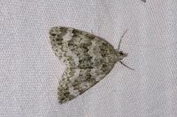 Chloroclysta miata miata