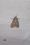 Scoparia pyralella