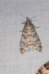 Eudonia mercurella