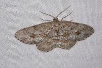 Ectropis crepuscularia