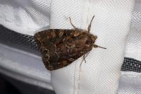 Lacanobia thalassina