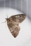 Hydriomena ruberata