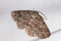 Ectropis crepuscularia