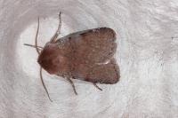 Cerastis rubricosa