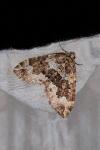 Lampropteryx suffumata