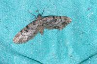 Eupithecia tantillaria