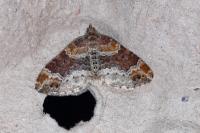 Xanthorhoe spadicearia/ferrugata