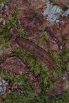 Xestia c-nigrum
