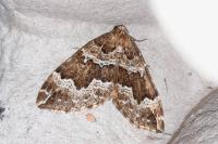 Lampropteryx suffumata