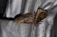 Eupithecia tantillaria