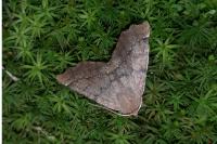 Odontopera bidentata