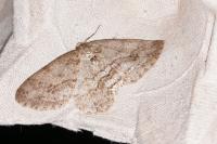 Ectropis crepuscularia
