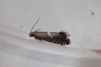 Glyphipterix forsterella