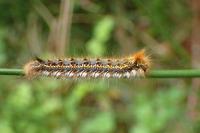 Euthrix potatoria