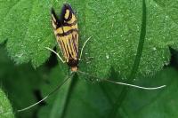 Nemophora ochsenheimerella