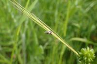 Grapholita compositella