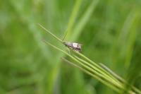 Grapholita compositella