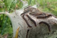 Eriogaster lanestris