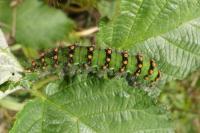 Saturnia pavonia