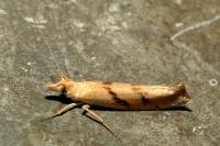 Ypsolopha sylvella