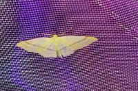Cyclophora linearia