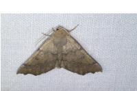 Odontopera bidentata