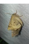 Odontopera bidentata