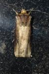 Axylia putris