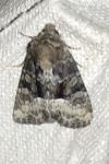 Oligia versicolor