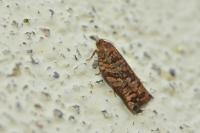 Archips oporana