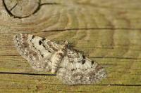 Eupithecia abietaria