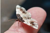 Ligdia adustata