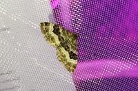 Epirrhoe alternata