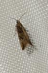 Bactra