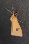 Diacrisia sannio