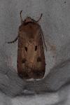 Agrotis exclamationis exclamationis