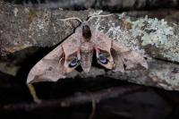 Smerinthus ocellatus ocellatus