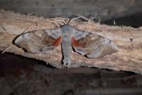 Laothoe populi