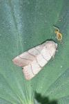 Charanyca trigrammica
